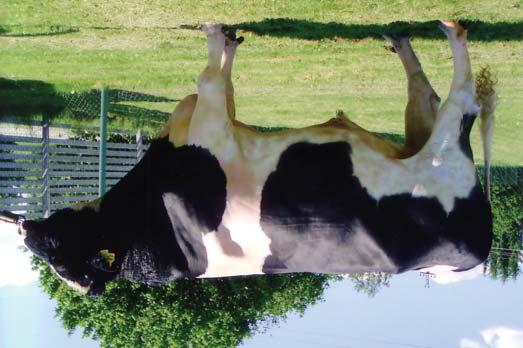 2-07 Tõuloomakasvatus ja viimastel laktatsioonidel on andnud üle 10 tonni piima laktatsioonis ja on kokku lüpsnud 96 539 kg piima. Ka päevalüpsirekordid muutuvad pidevalt.