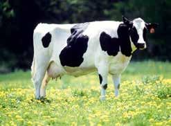 Veised ja teised kariloomad elavad tavaliselt selleks ettenähtud lautades ehk farmides.
