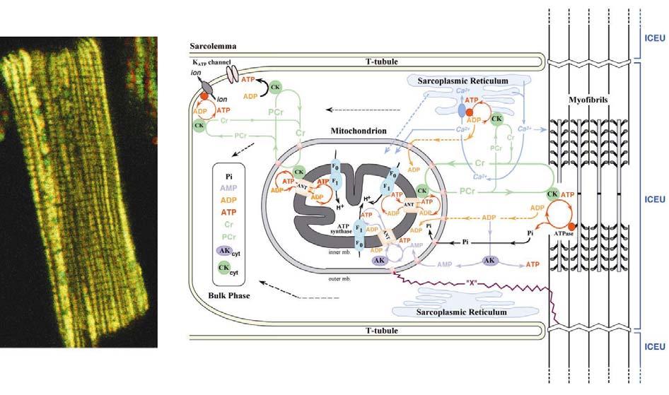 poosmootilise purustamisega. Pinnaplasmoonresonants (SPR) on kasutusel mitokondri välismembraani ja identifitseeritud valkude vahelise komplekseerumise uurimise meetodina.