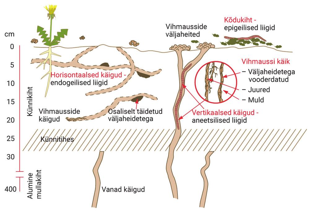 Vihmausside kolm ökoloogilist rühma parasvöötme ökosüsteemides Rühmad Kõdukihis elavad liigid Mullapinna lähedal elavad liigid Sügavamates mullakihtides elavad liigid Mulla pinnal elavad epigeilised