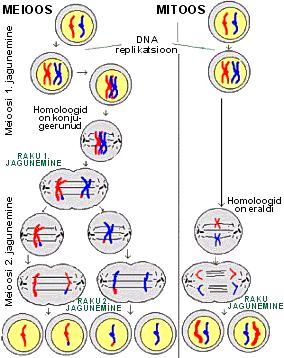 Joonis 5. Mitoosi- ja meioosiprotsessile eelnev kromosoomide kondenseerumine. Joonis 7. Meioosi ja mitoosi võrdlus. Joonis 6. Kromosoomi replikatsioon.
