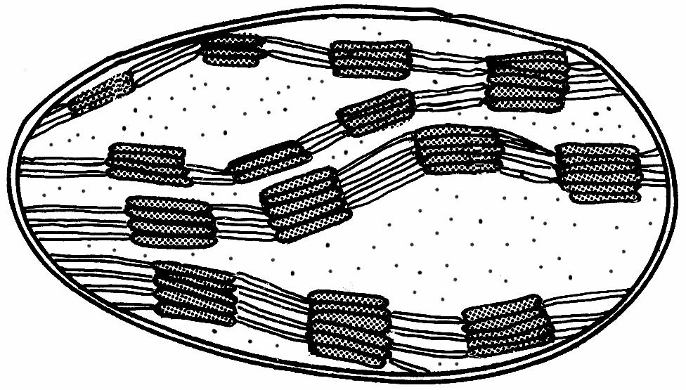 3.7. Kummal joonisel on kujutatud a) mitokondrit ja b) kloroplasti?...... Nimetage kloroplasti ja mitokondri 1 erinevus ja 2 sarnasust, lähtudes nende ehitusest ja ülesannetest rakus. Erinevused: 1.