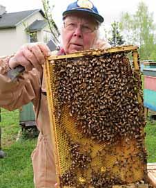 Tänavune suhteliselt keeruline mesindushooaeg hakkab lõppema. Mõnel pool õitsevad veel angervaks ja paakspuu. Augustis alustas õitsemist ka kanarbik.