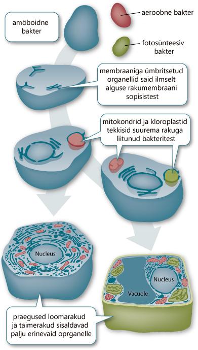 prokarüoodid (millest kujunesid mitokondrid) ja
