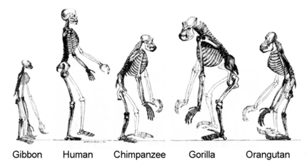 Inimese evolutsioon Selts: primaadid ehk esikloomad Ülemsugukond inimlaadsed (Hominoidea) Sugukonnad: gibonlased, inimahvlased (orangutan, gorilla, šimpansid), inimlased (lõunaahvid e