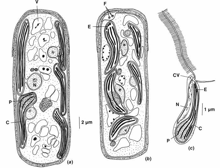 Zoospoorid on rakuseinatud ja kujult enamasti pisut pirnikujulised. Pseudobumilleriopsis pyrenidosa pulgakujulised rakud on vegetatiivses vormis paljude tuumade ja kloroplastidega.
