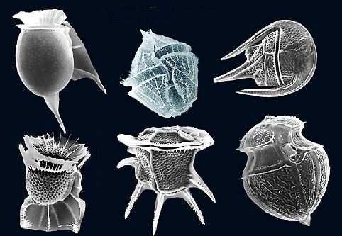 Alveolaatide hulka kuulub kolm, täiesti erineva rakuehituse ja adaptatiivse strateegiaga rühma (i) dinoflagellaadid (kahe viburiga üherakulised monaadid, umbes pooleks heterotroofe ja fototroofe),