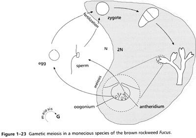 Allikas: (Graham & Wilcox, 2000). Joonis 1.5: Gameetne meioos ühekojalisel pruunvetikal põisadru (Fucus vesiculosus). Vegetatiivne staadium on diploidne.