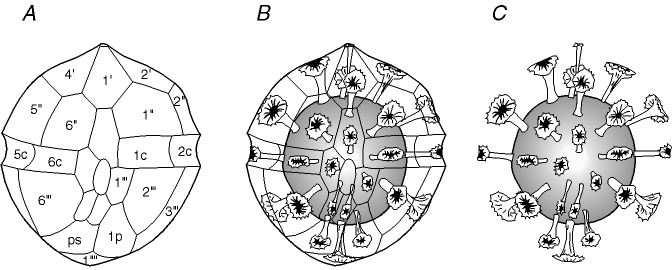 124 PEATÜKK 14. DINOFLAGELLAADID Joonis 14.12: Dinoflagellaadi tsüstide morfoloogia on vegetatiivsete rakkudega võrreldes sageli tundmatuseni muutunud.