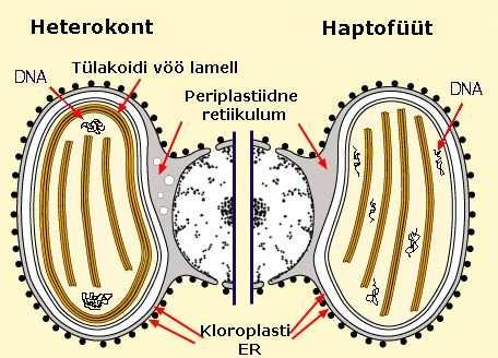 Erinevused on kloroplasti nukeloidi ehituses ja kloroplasti vöölamelli puudumises haptofüütidel.
