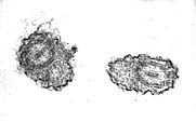 Hästi on näha viburit kattev mastigoneema (karvakesed). Joonis 16.3: Euglenozoa viburi paraflagellaarne ribi elektronmikroskoobis. Vibur väljub raku eesosas oleva õõnsuse ehk ampulli põhjast.