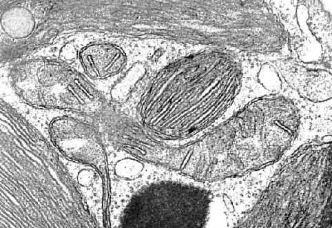 16.1. EUGLENIIDID 133 Joonis 16.6: Eugleniidide pelliikula ehitus skemaatiline. Selline lainjas pelliikula on eugleniididele unikaalne. MT mikrotoruke. Joonis 16.5: Euglenozoa mitokonder elektronmikroskoobis.