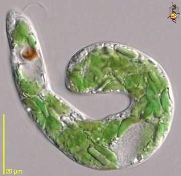 16.1. EUGLENIIDID 135 Joonis 16.11: Euglena, ehk kõige tuntum nimi fototroofsete eugleniidide maailmas.