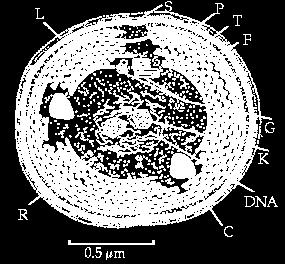 Fükobiliproteiinid esinevad ka kolmel eukarüootsel vetikahõimkonnal: Rhodophyta, Glaucophyta ja Cryptophyta, kuigi mitte täpselt samad vormid mis sinivetikail. Joonis 9.