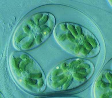Cyanophora plastiididel on säilinud veel eellas-sinivetikale iseloomulik rakusein. See on otseseks tõendiks plastiidide tekkele sinivetikast. 11.