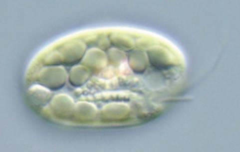 Suhteliselt vähestel krüptomonaadi liikidel kloroplastid puuduvad ja nad on täielikult heterotroofsed. Magevees on tavaline perekond Chilomonas (Joonis 12.5). Heterotroofne, tõienäoliselt osmotroofne.