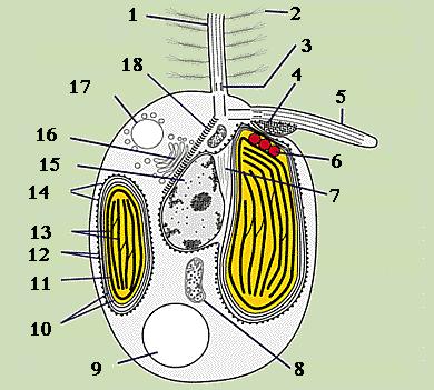 Viburid võivad mastigoneemaga kaetud olla ka teistel protistide rühmadel, kui ainult stramenopiilidel on mastigoneema sellise ehitusega.