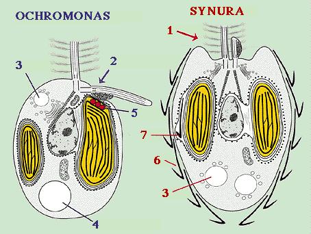 13.4. SILIKOFLAGELLAADID 97 Joonis 13.13: Krüsofüüdi (Ochromonas ja sünurofüüdi (Synura rakkude võrdlus.