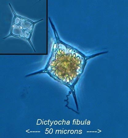 eugleniididele, kuid ilmselt ei ole tegemist homoloogilise struktuuriga. Paraflagellaarse ribi tõttu paistab vibur valgusmikroskoobis paksemana kui muidu; selle funktsioon ei ole teada. 13.