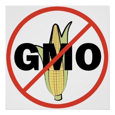 Geneetiliselt muundatud organisme (GMO) ja nendest või nende abil valmistatud tooteid mahepõllumajanduses ei kasutata.