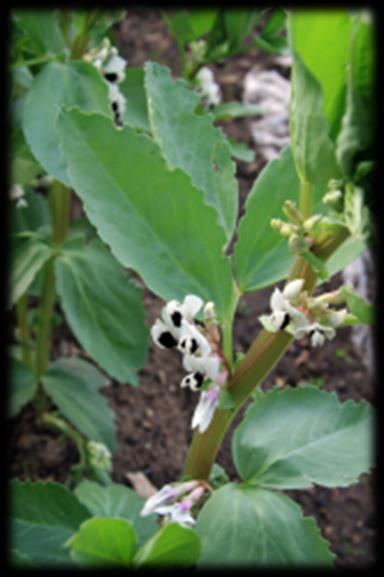 Põlduba Vicia faba Liblikõieliste sugukond, üheaastane taim Vars neljakandiline, kõrgus 30-120 cm Õitseb juuni lõpus või juuli algul.