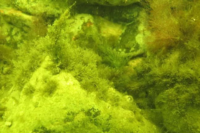 Sphacellaria arctica Kunda transektil sügavusel 8,9 m