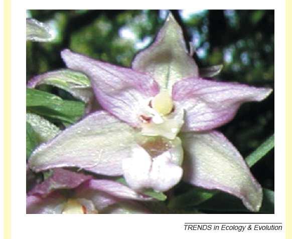 3. Käpaliste iseloomulikud tunnused 1.3.1. Õie ehitus Orhidee õied on sügomorfsed, välimise ringi tupplehtedega ja sisemise ringi kroonlehtedega, nagu on tüüpiline üheidulehelistele.