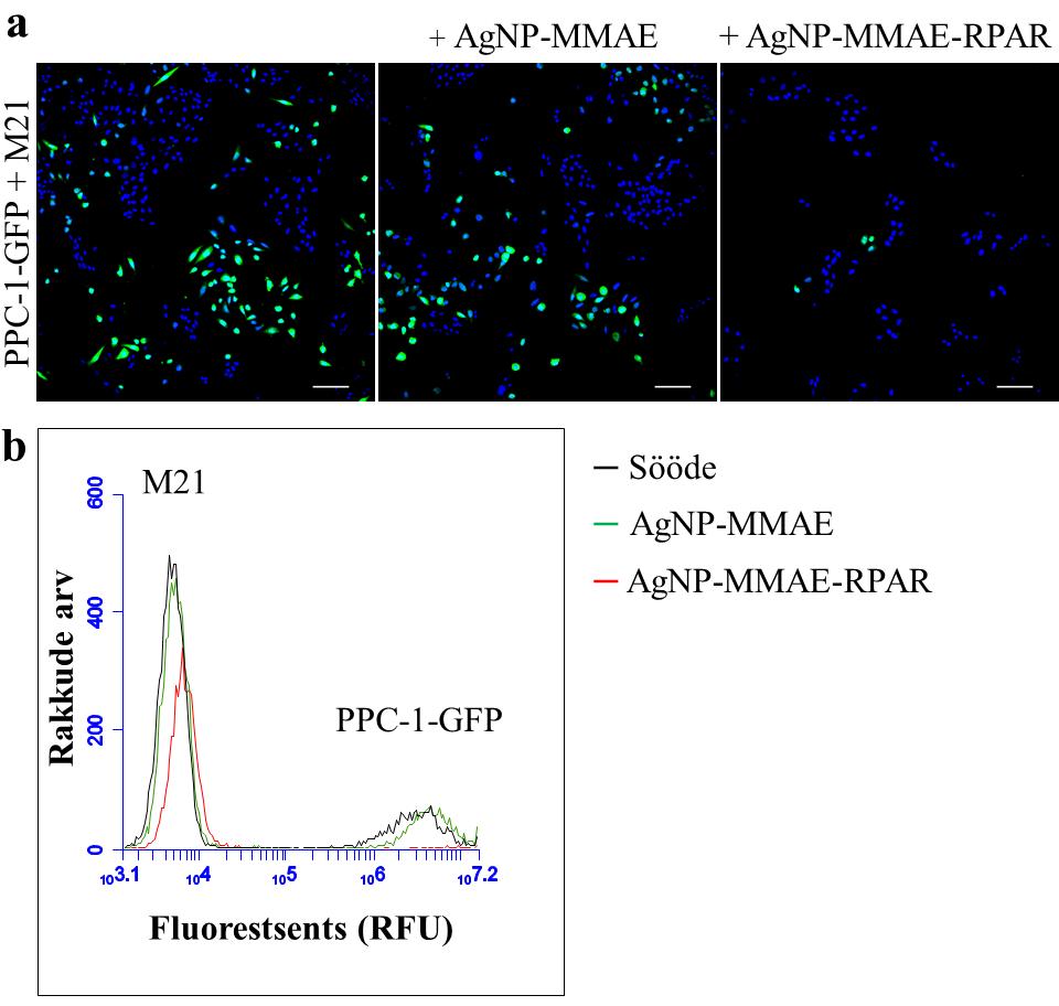 Joonis 12. AgNP-MMAE-RPAR-i mõju PPC-1-GFP ja M21 rakkude segakultuurile. Nanoosakeste kontsentratsioon MMAE järgi oli 9 nm.
