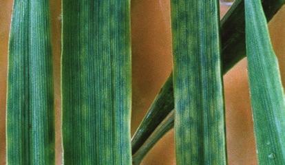 Väävlipuudus odral Mangaanipuudus nisul Kui sügisel ei väetata mikrotoitainetega, esineb märkimisväärset