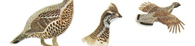 Laanepüü, Bonasa bonasia Okasmetsade tüüpiline lind.