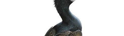 Kormoran, Phalacrocorax carbo Seda suurt ja tumedat lindu võib kohata nii mere kui ka mageveekogu ääres.