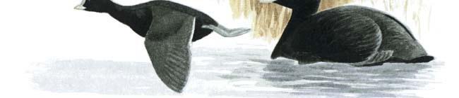 mustjaspruun, iseloomulik valge tiivaküüdus.
