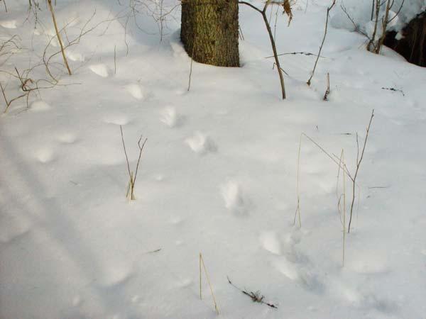 Viis varbajälge Esikäpa jälje pikkus 4 cm, lumel 5-7