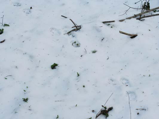 Viis varbajälge Esikäpa jälje pikkus 4 cm, lumel 5-7 cm, hüpete pikkus 50-70 cm
