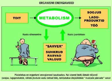 Metabolism Toidus keemiliste sidemete potentsiaalse energia vormis akumuleerunud energia vabaneb kahte tüüpi metaboolsetes reaktsioonides aeroobsel hapnikuga