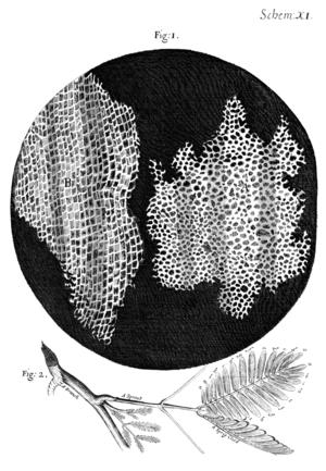 Rakk Drawing of the structure of cork as it appeared under the microscope to Robert Hooke (of Hooke s law)