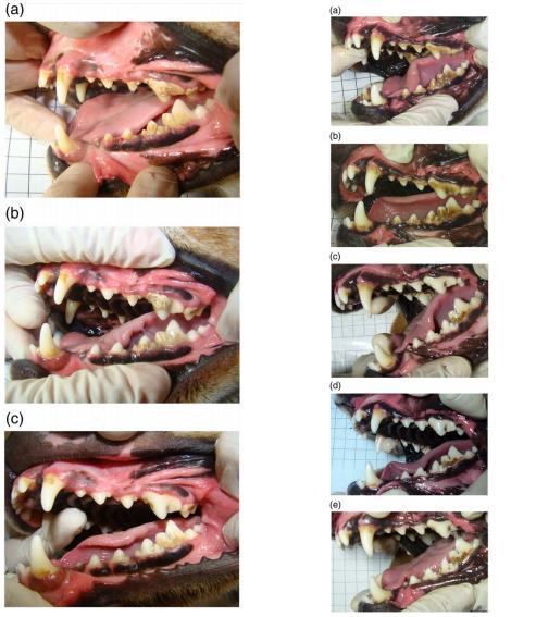 anti üks uus kont ja koerad närisid pehmet ollust kondi ümbert ja seest. Esimese katse koertel olid hambad 42,0% ulatuses hambakiviga kaetud ja katse lõpuks vähenes hambakivi 12,3%-ni.