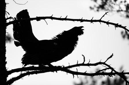 Metsise inventuuri tulemused Eesti Ornitoloogiaühing inventeeris aastatel 2009 2012 kõiki 438 Eestis teadaolevat metsisemängu.