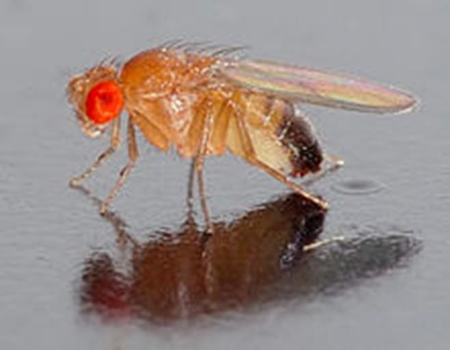 Drosophila melanogaster Üks esimesi mudelorganisme Thomas Hunt
