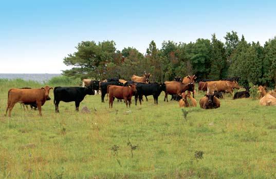 Lihaveistele sobivad looduslikud rohumaad. Mahepõllumajanduses on eelistatud loomulik viljastamine. Igas karjas võiks olla oma suguloom või suguloomad. Vajadusel on lubatud ka kunstlik seemendamine.