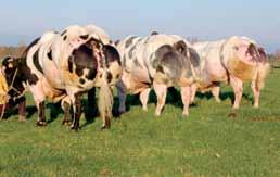 Eestisse puhtatõulisi lehmi ega lehmikuid imporditud ei ole.