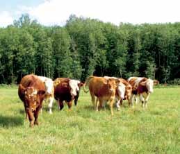 Üleminek mahelihaveisekasvatusele Mahepõllumajandusliku loomakasvatusega alustada soovija peab kõigepealt ennast kurssi viima mahepõllumajandusliku tootmise nõuetega (vt ptk Peamised õigusaktid ) ja