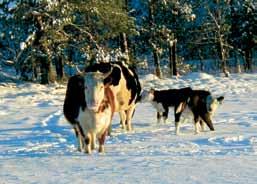 Lihaveised tunnevad ennast talvel väljas hästi ammesid see kurnab looma ära ning tagajärjeks on mitmesugused tervisehädad.