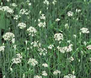 4. Lõhnav lauk Allium ramosum 0,6 VII-külmadeni Õ.