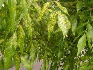 'Aucubifolia' Võimalusel kasutada soovitatud sorti, selle puudumisel - põhiliiki 9.