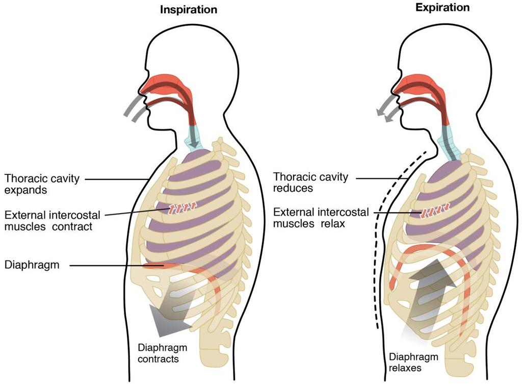 Kopsumahu suurendamine Asendravi Stimuleeriv spiromeetria Hingamisharjutused Diafragmaalne