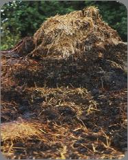 Toorele sõnnikule eelistada kompostitud sõnnikut.