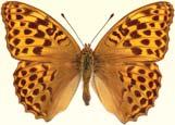 KOERLIBLIKLASED (Nymphalidae) Koerlibliklased on kogu maailmas laialt levinud sugukond väga mitmesuguse suuruse ja tiivakirjaga liblikaid.