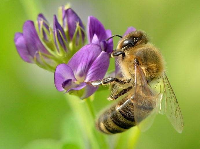 Lutserni tolmeldavad looduslikud mesilased, meemesilased varastavad