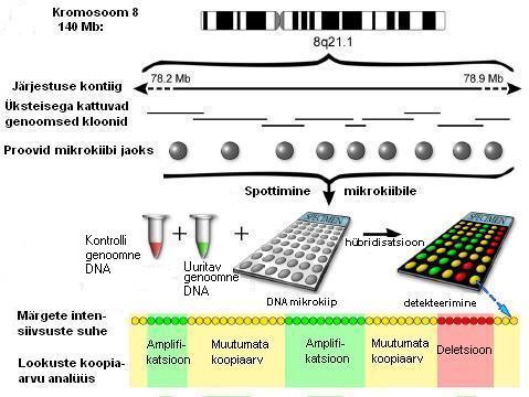 Joonis 2. Genoomsete järjestuste kloonidega mikrokiibil läbiviidav võrdlev genoomne in situ hübridisatsioon.